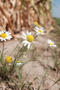 Close-up of white daisy flowers