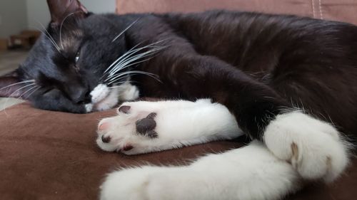 Close-up of cat resting at home