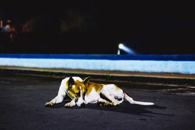 Dog lying down