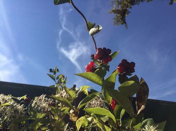 Low angle view of flowers