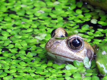 Close-up of frog