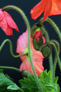 Close-up of red flowering plant