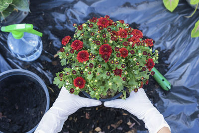 High angle view of potted plant