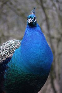 Close-up portrait of peacock