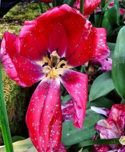 Close-up of red flower