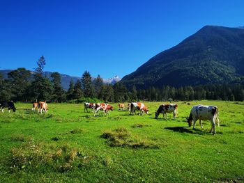 Cows grazing in a field