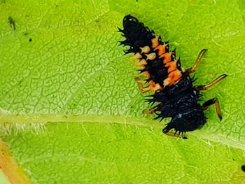 Close-up of butterfly on leaf