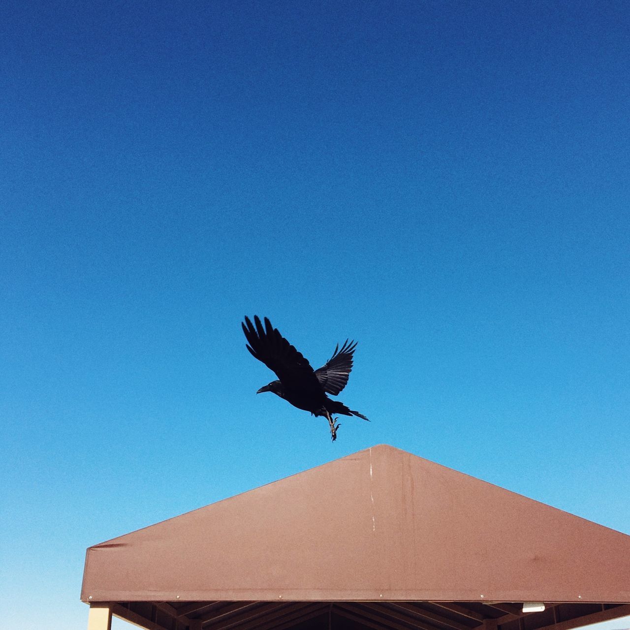 LOW ANGLE VIEW OF BIRD FLYING OVER CLEAR BLUE SKY