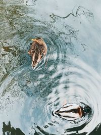 High angle view of duck swimming in lake