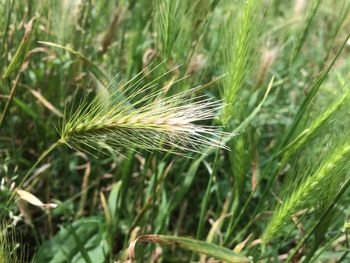 Close-up of wheat growing on field