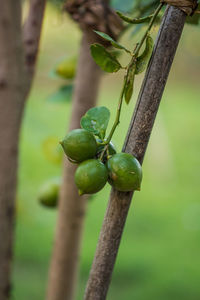 Close-up of plant growing outdoors