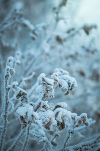 Close-up of frozen plant