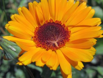 Close-up of yellow flower