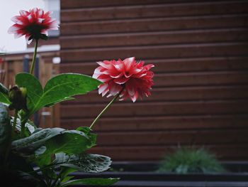 Close-up of hibiscus blooming on potted plant