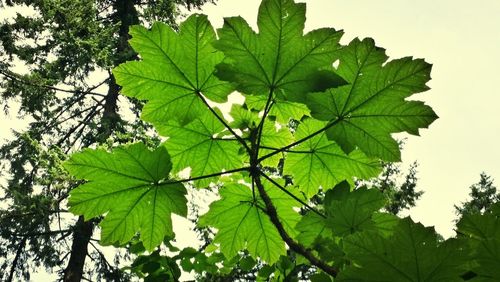 Close-up of leaves