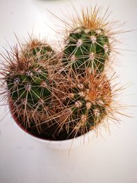 Close-up of cactus