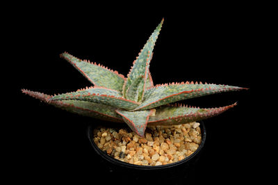 Close-up of plant against black background