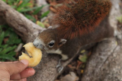 Close-up of hand feeding