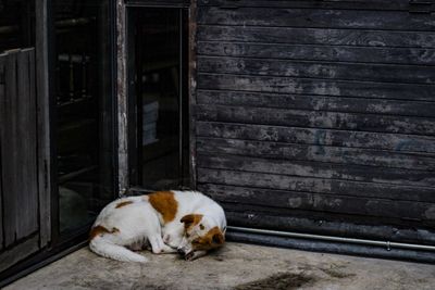 Portrait of a dog resting on wooden door