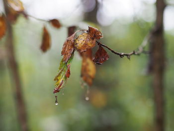 Close-up of water drops on twig