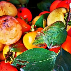 Close-up of multi colored fruits