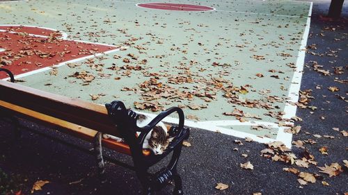 High angle view of leaves falling on empty bench