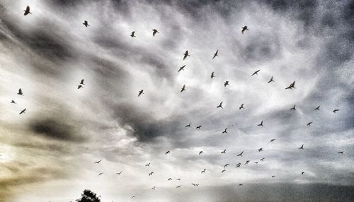 Low angle view of birds flying in sky