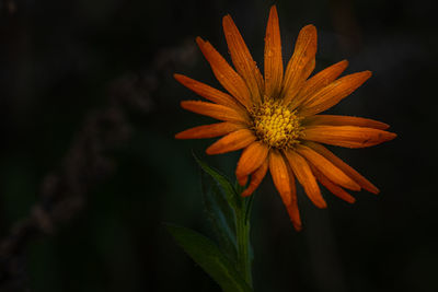 Close-up of orange flower