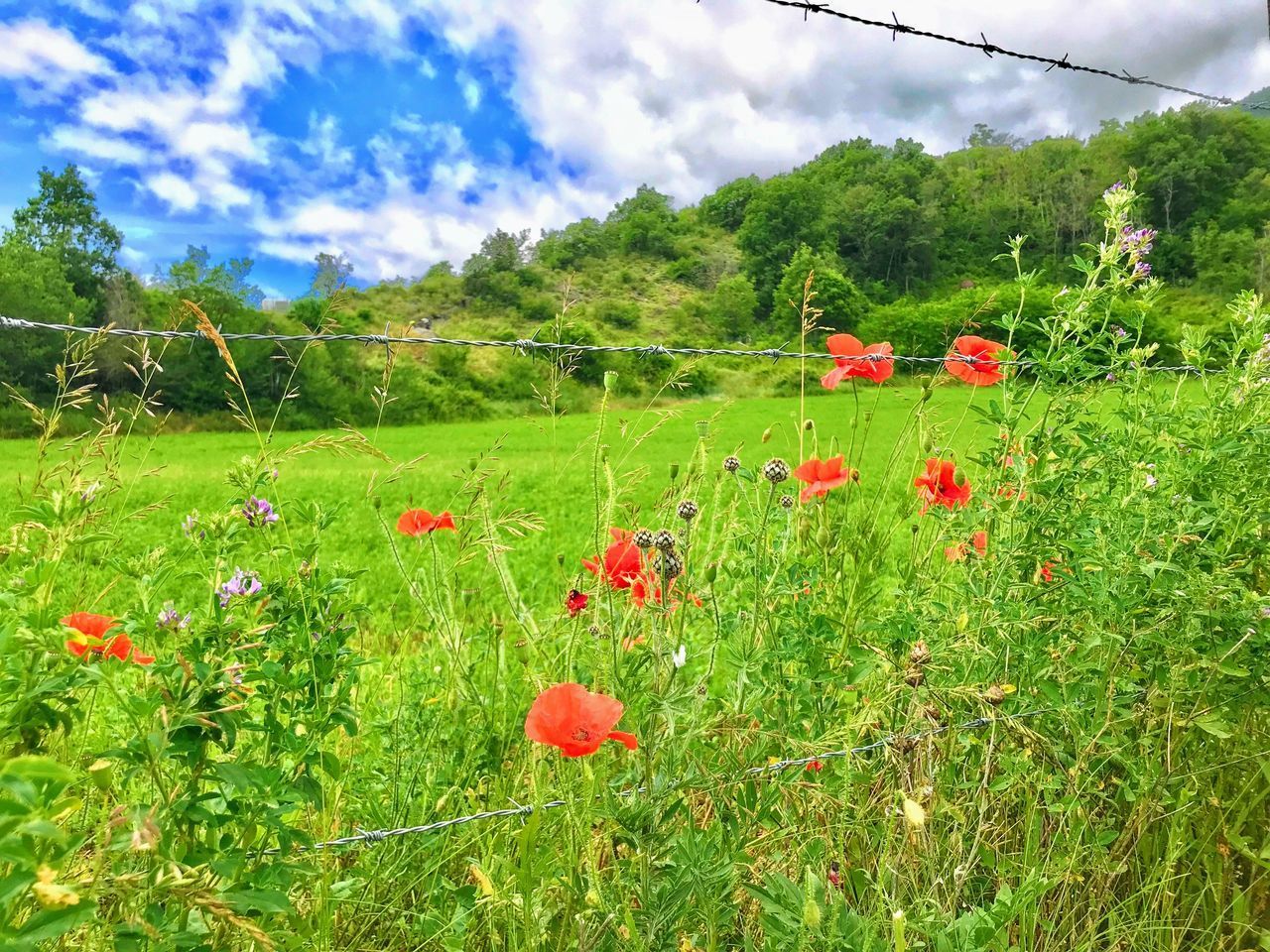 RED POPPY FLOWERS ON FIELD