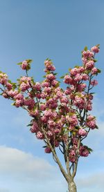 Low angle view of cherry blossoms in spring