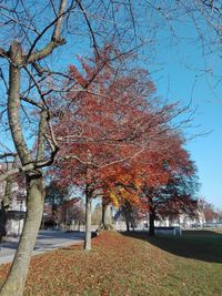 Trees in park against sky during autumn