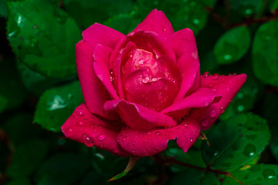 Close-up of wet rose