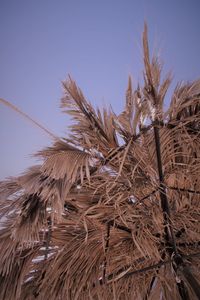 Low angle view of stalks against clear sky