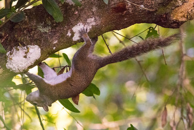 Close-up of lizard on tree trunk