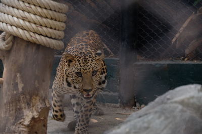 Cat in zoo