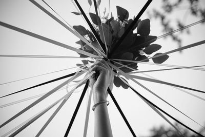 Low angle view of flowering plants against sky