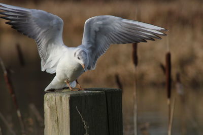 Close-up of seagulls on wooden post