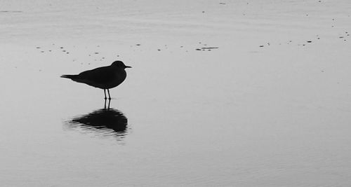 Bird in water
