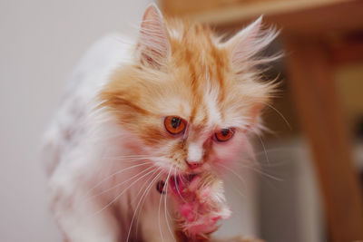 Close-up portrait of a cat