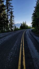 Empty road amidst pine trees