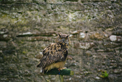 High angle portrait of owl perching outdoors