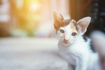 Close-up portrait of a cat