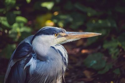 Close-up of a bird