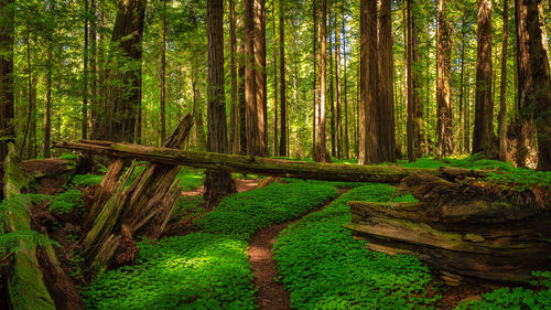 View of trees in forest