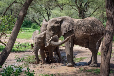 Elephants standing by trees in forest