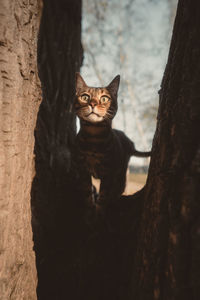 Cat sitting on tree trunk