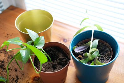 Close-up of potted plant and leaves