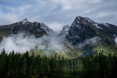 Panoramic shot of pine trees against sky