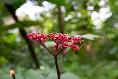 Close-up of purple flowering plant