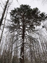 Low angle view of tree in forest